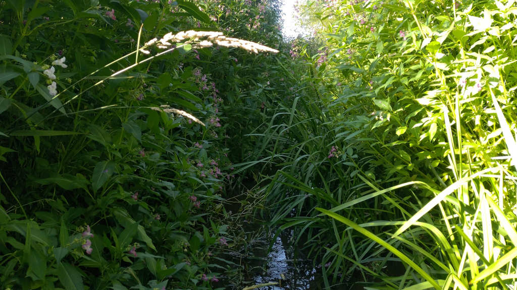 Photo of the overgrown banks